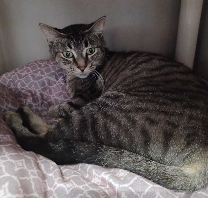 Photo of Heathertail