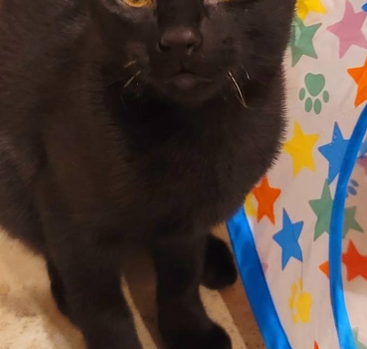 Photo of Chomper