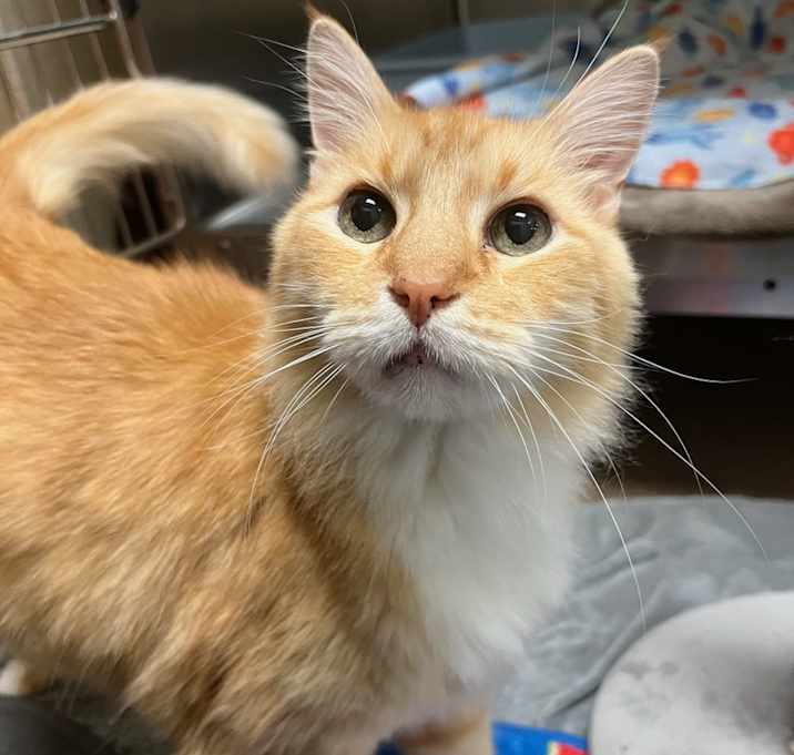 Photo of Tigger