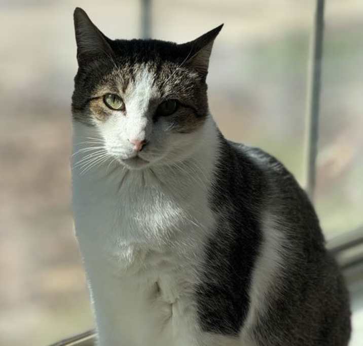 Photo of Leroy - A FIV Lovebug