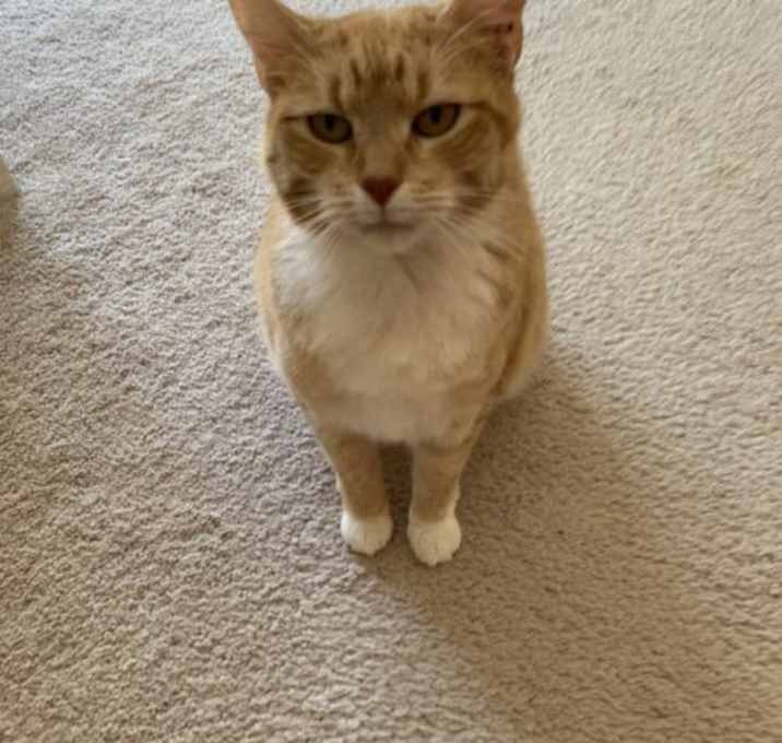 Photo of Daffodil