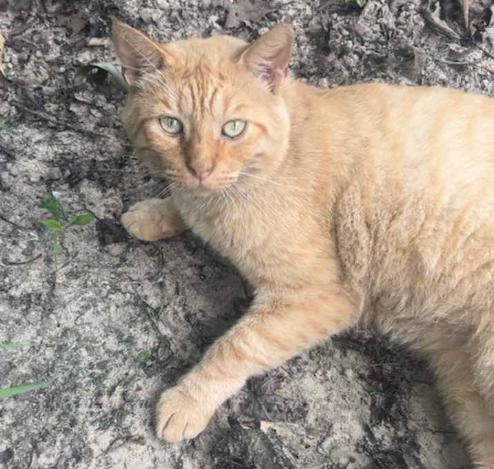 Photo of Banjo