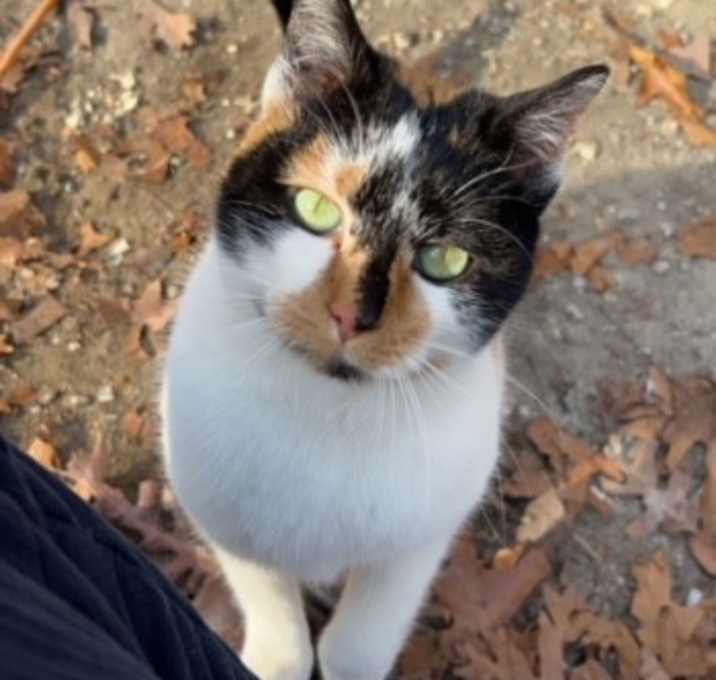 Photo of Kali