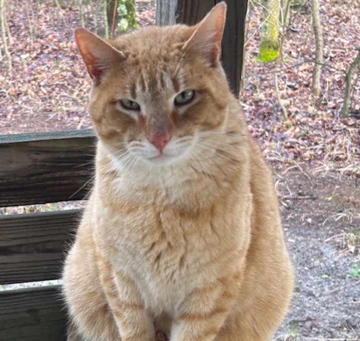 Photo of Chester