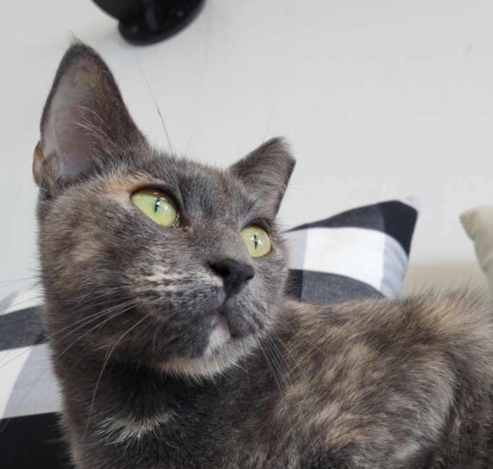 Photo of Sweetie