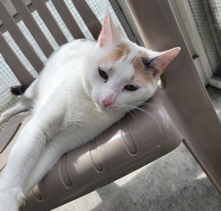 Photo of SMIDGE Kitten (F)