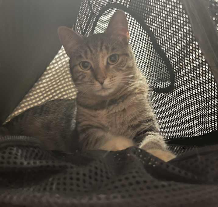 Photo of Thumper