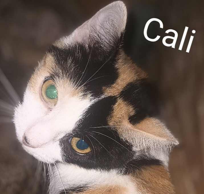 Photo of Callie