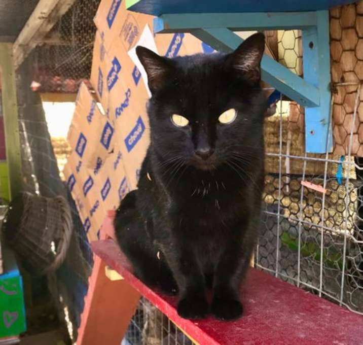 Photo of Inkspot