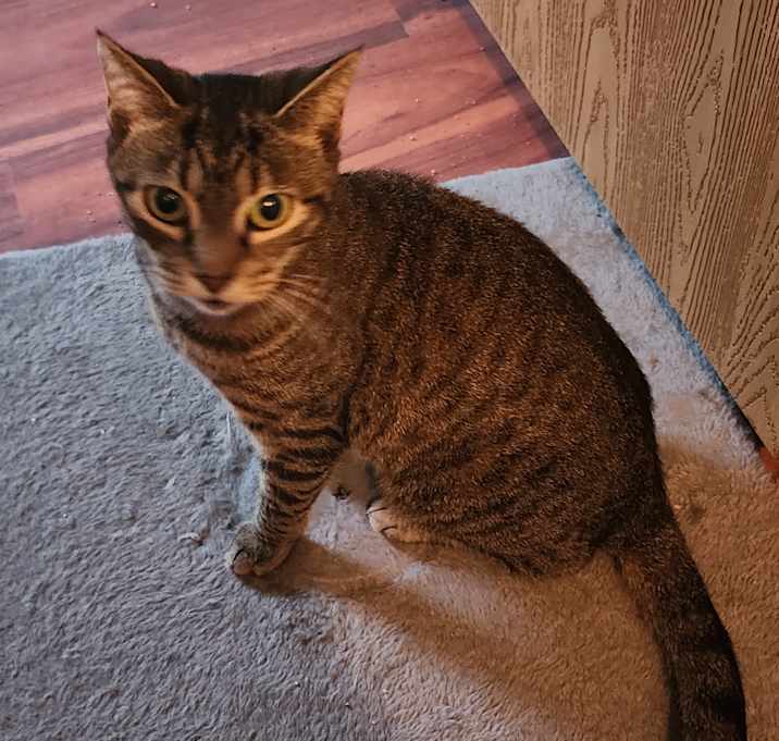 Photo of Tanooki