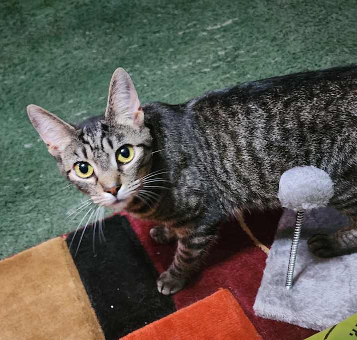 Photo of Gremlin