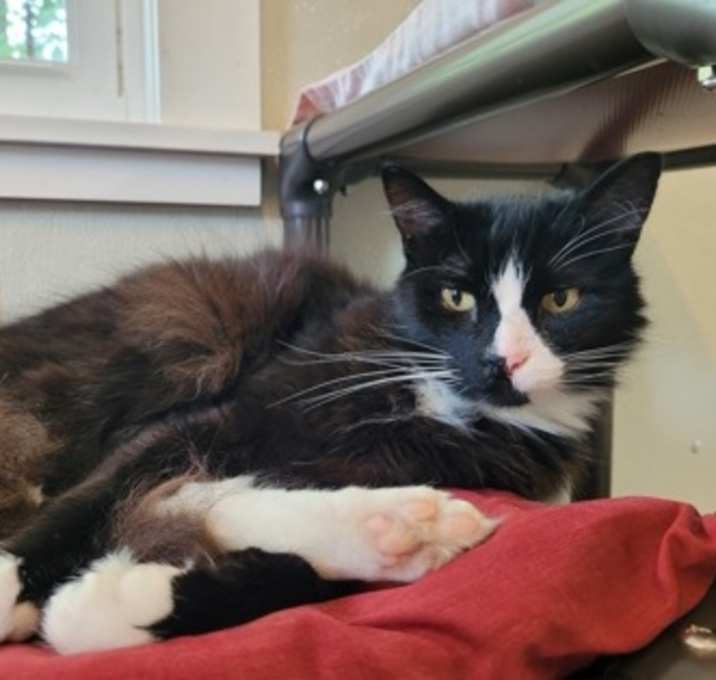 Photo of Fluffy McFierce