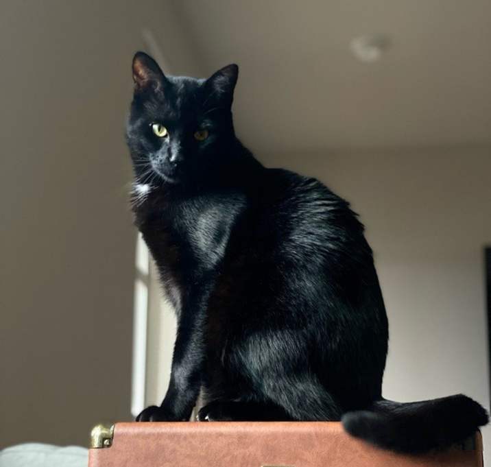 Photo of Nico