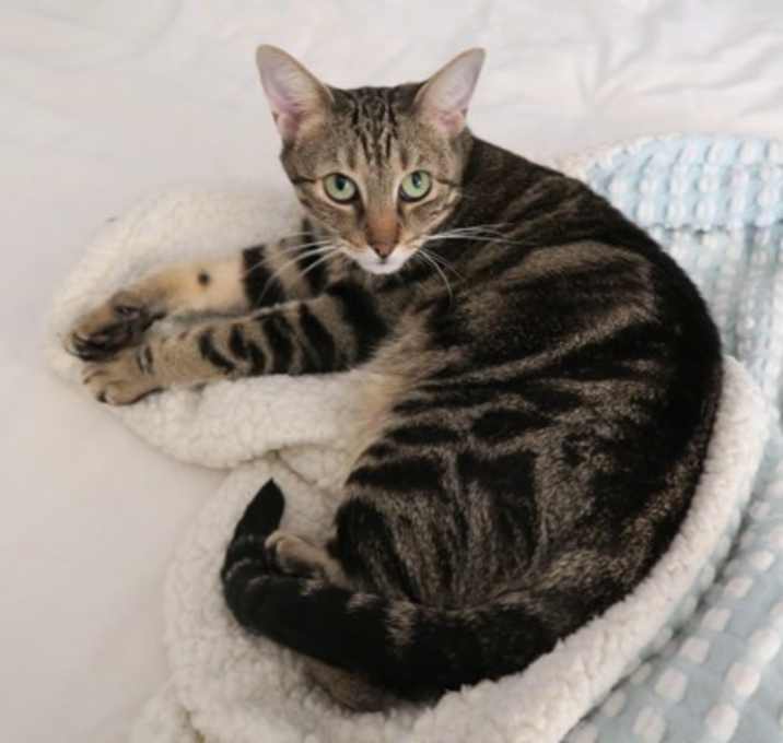 Photo of Colly