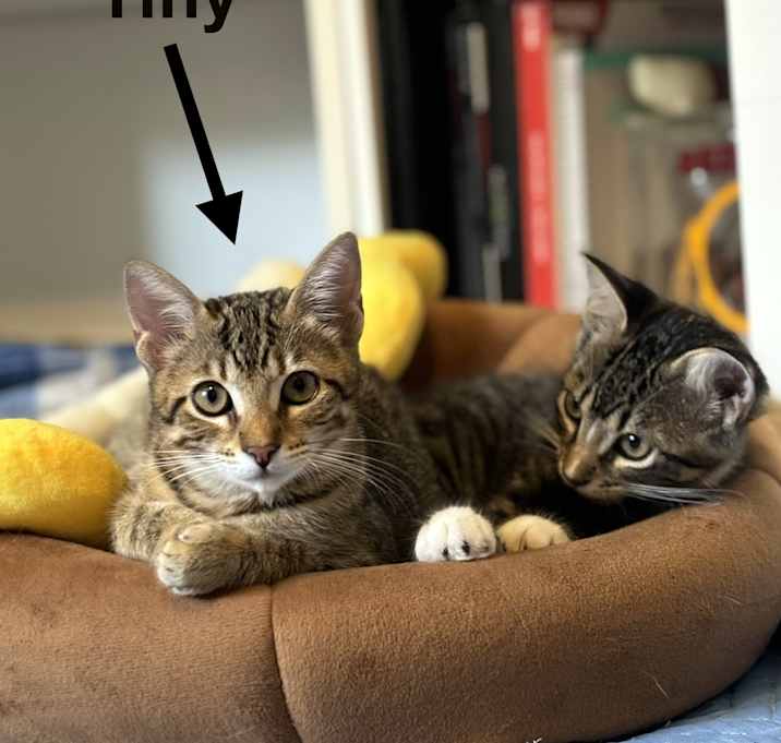 Photo of Tiny