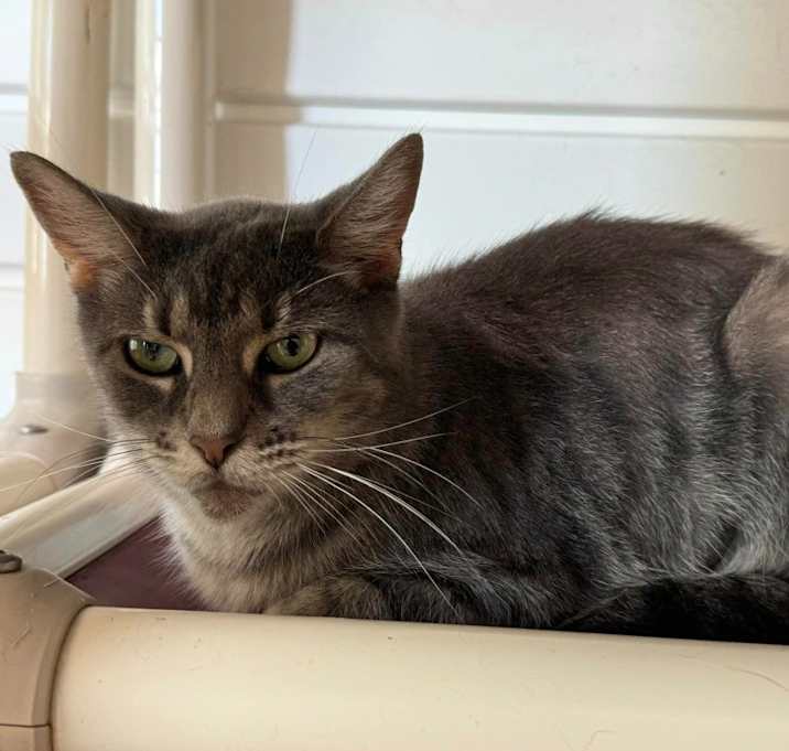 Photo of Tuna Tina