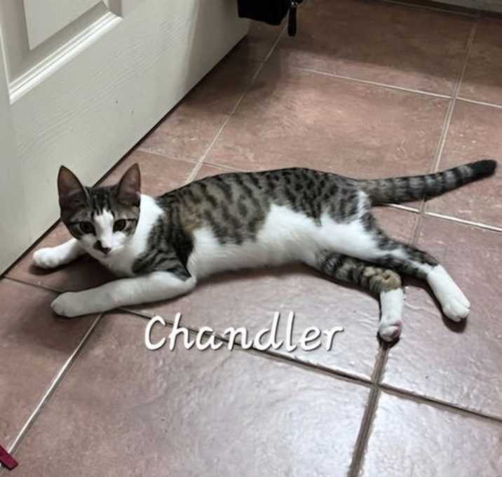 Photo of Chandler #mr-bright-eyes