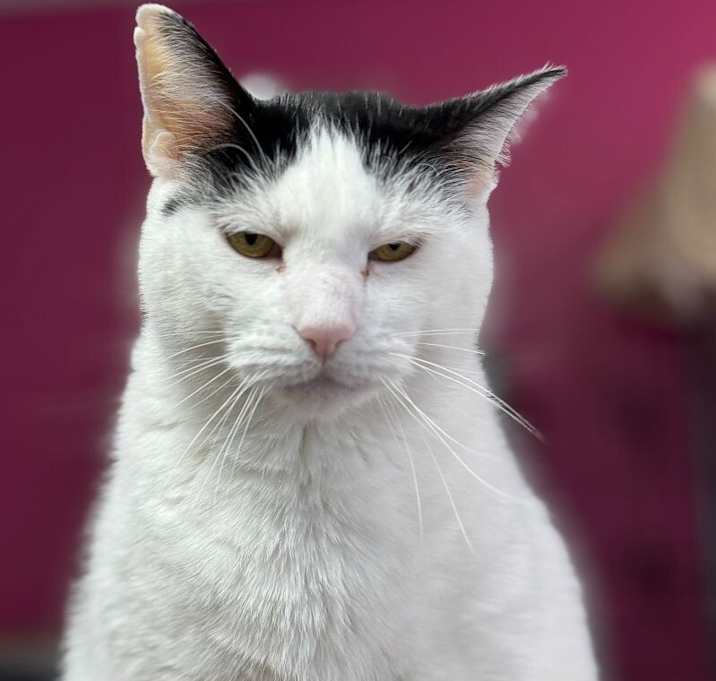Photo of Pedro