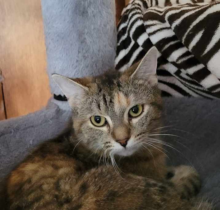Photo of Tiger