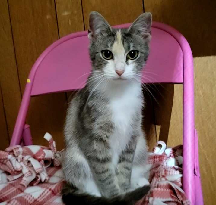 Photo of Shy