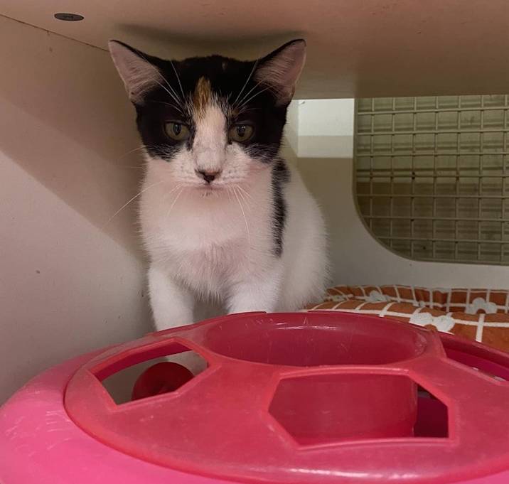 Photo of June Bug 4659