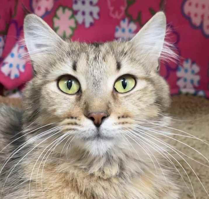 Photo of Persephone - LF