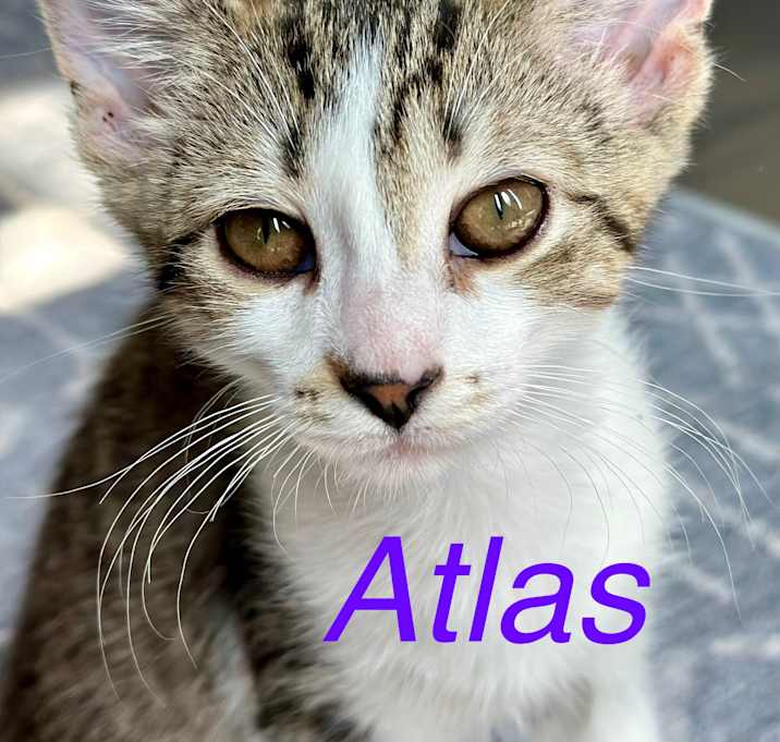 Photo of Atlas