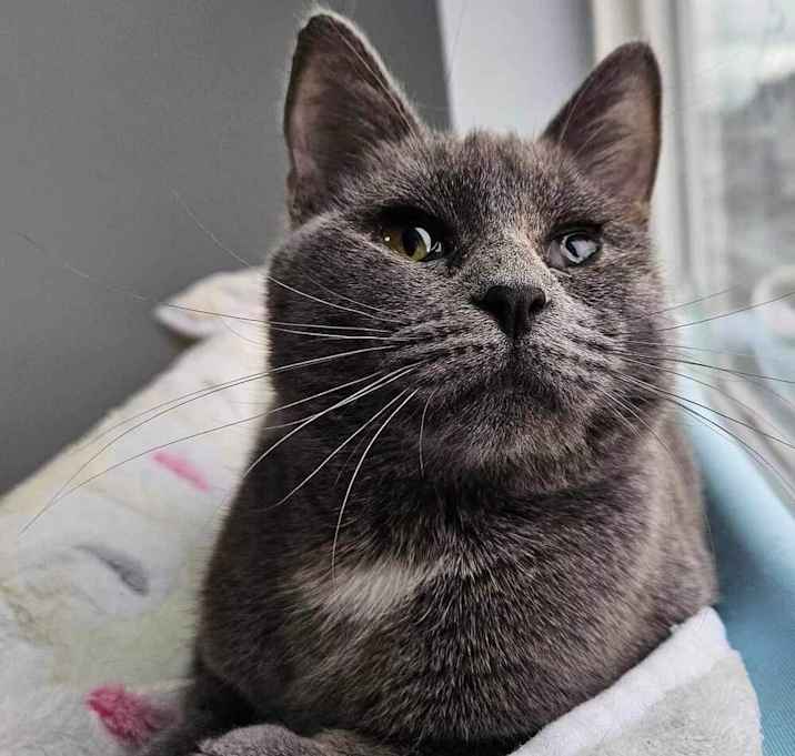 Photo of Smokey