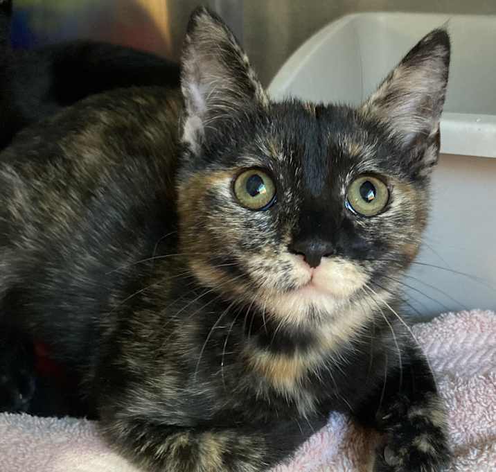 Photo of Butterscotch