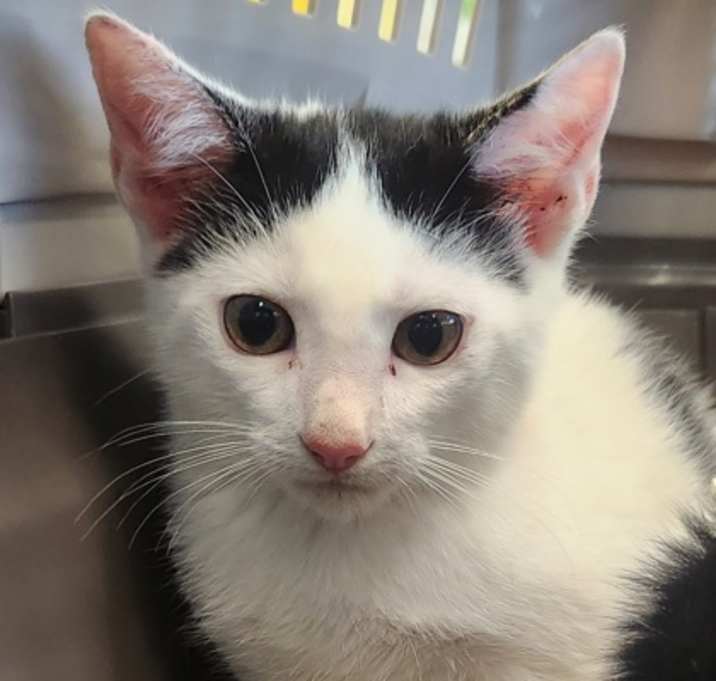 Photo of Creed- ADOPTED