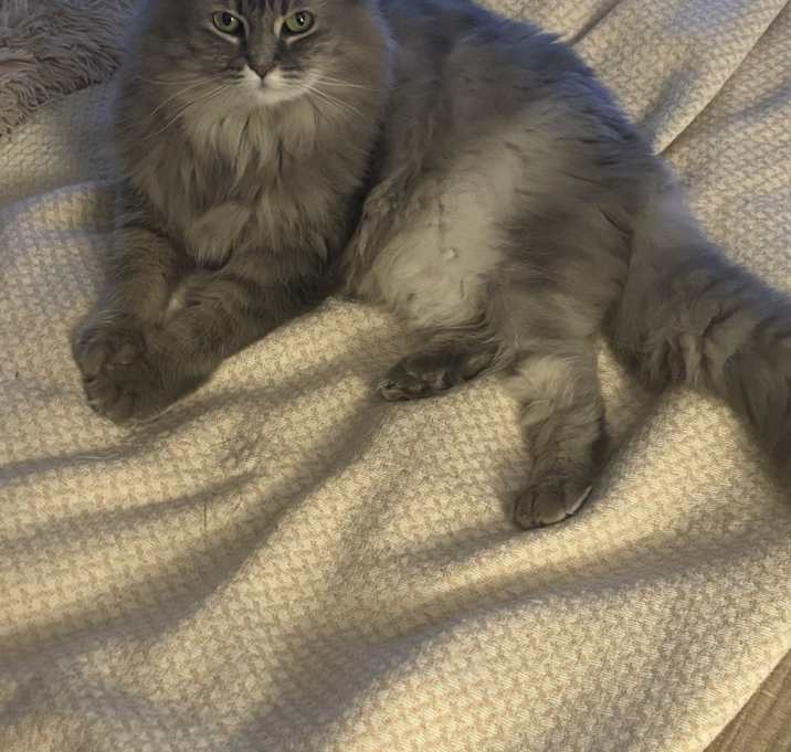 Photo of Greyzie