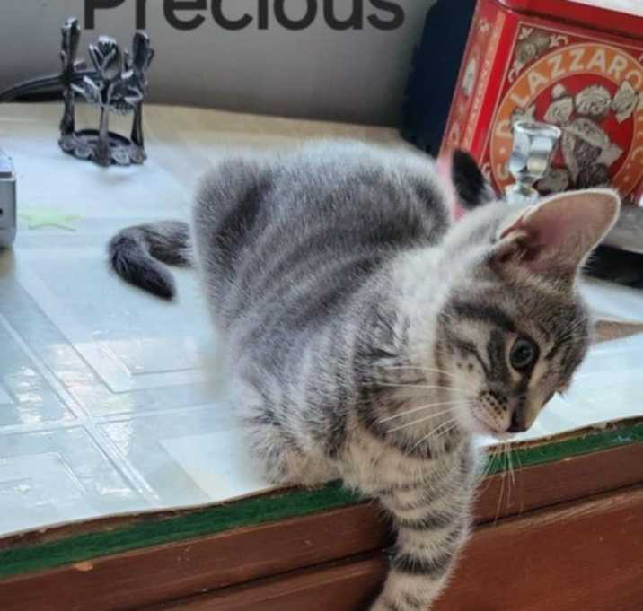 Photo of Simply Precious  aka Katniss Kitten #5