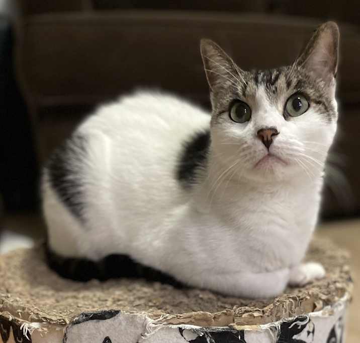 Photo of Buddy