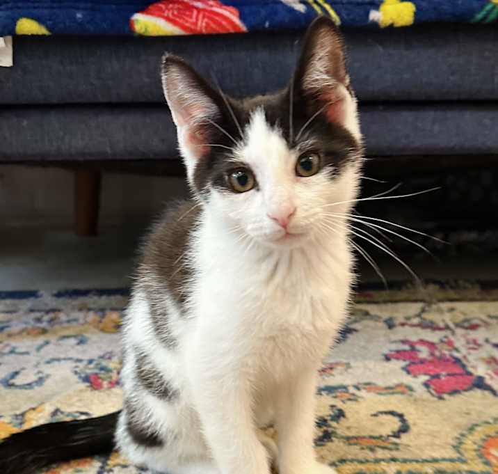 Photo of Pickles