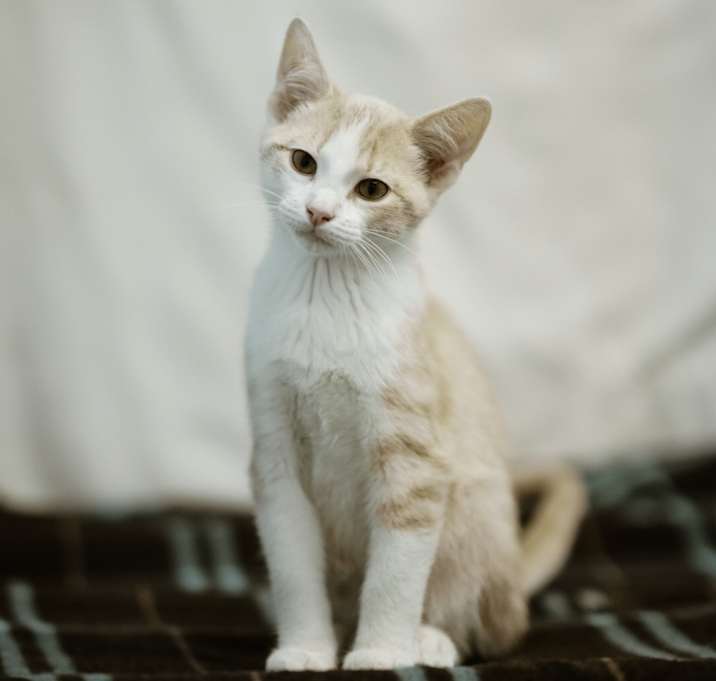 Photo of Cass