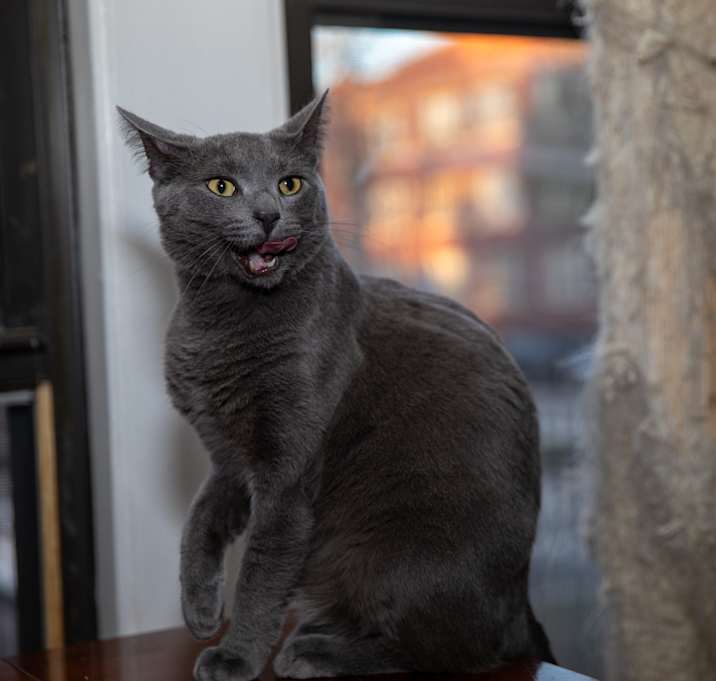 Photo of Champ