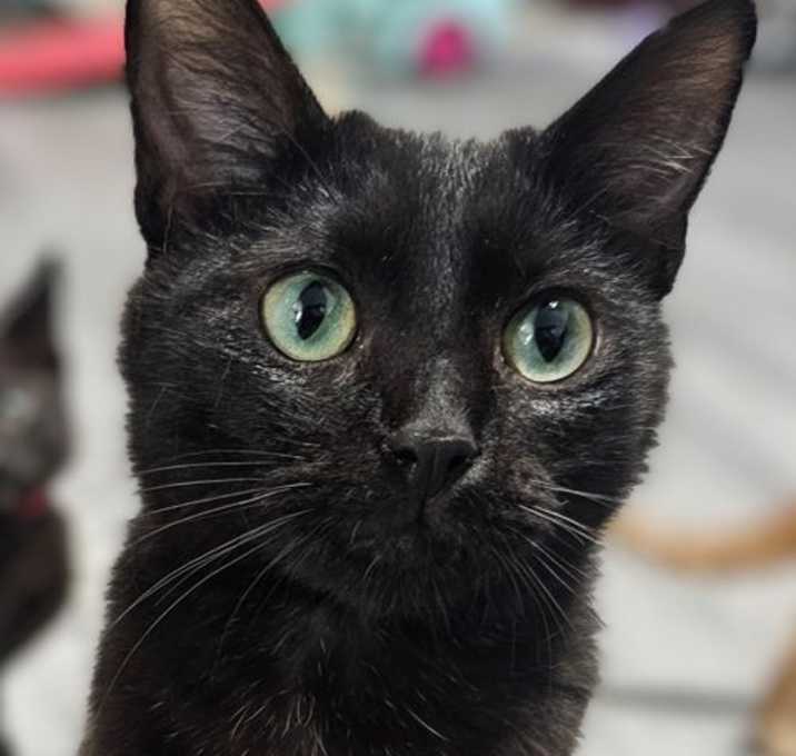 Photo of Sierra