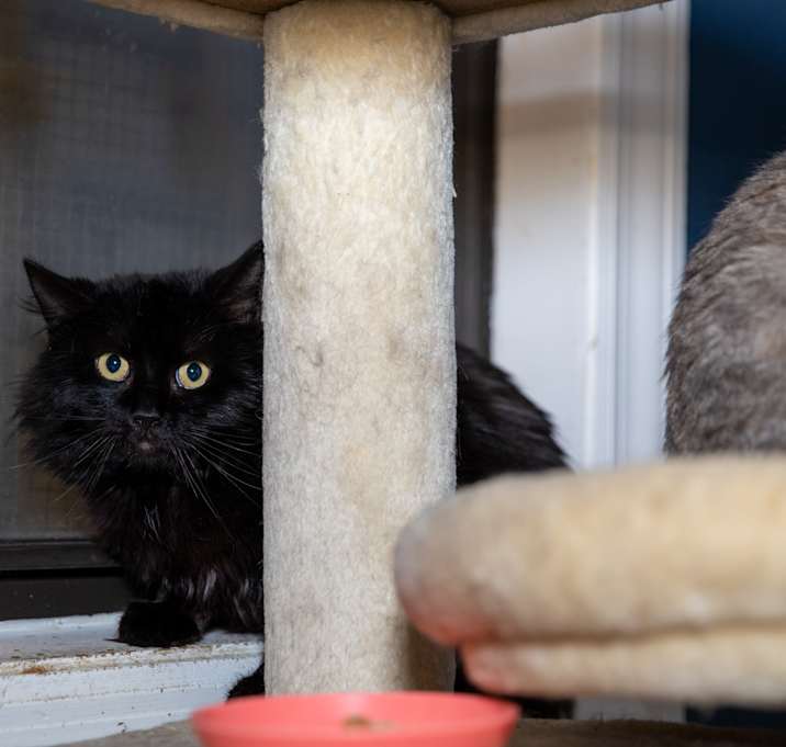 Photo of Ebony
