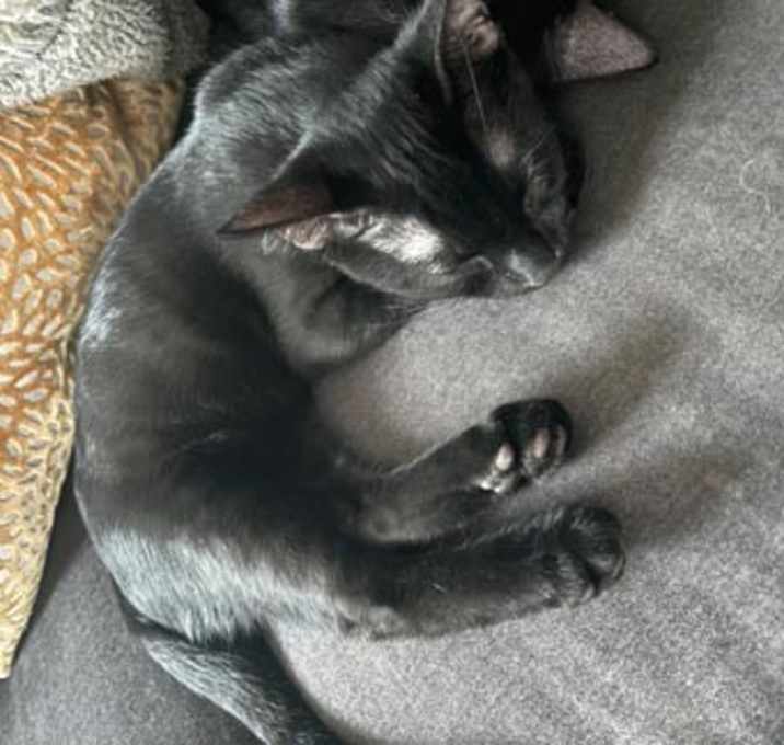 Photo of Black Panther
