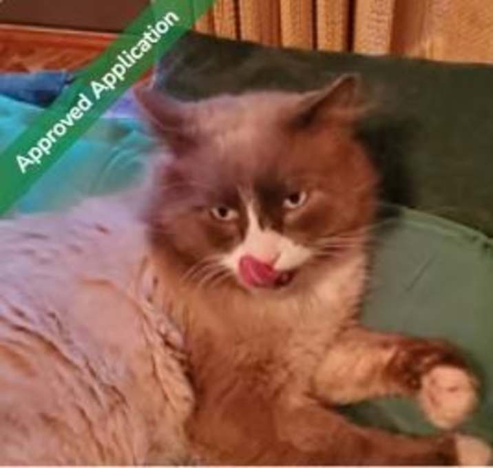 Photo of Honey Bear