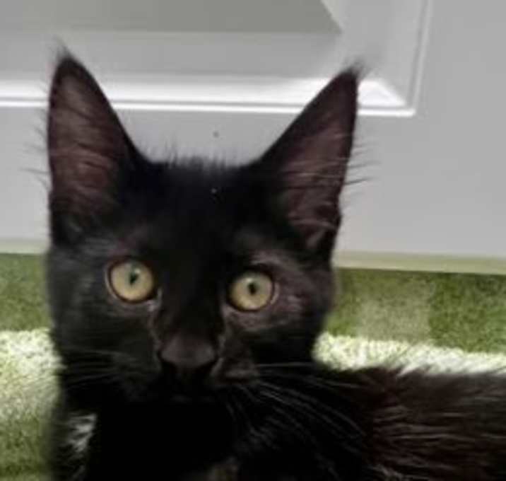Photo of Archie