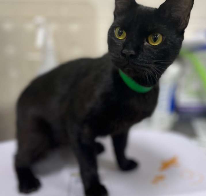 Photo of Elvira-Blind Exotic