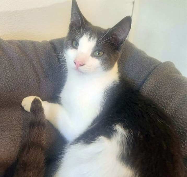 Photo of BISCOTTI