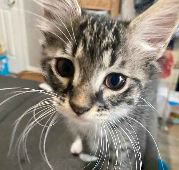 Photo of Curly
