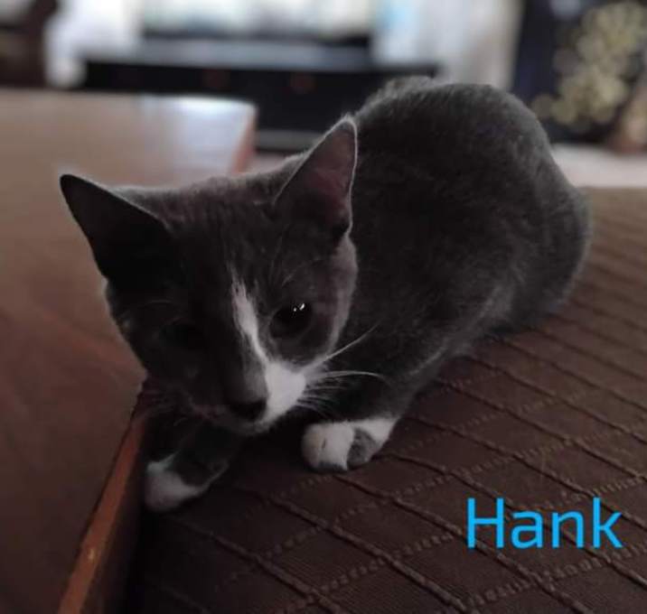 Photo of Hank