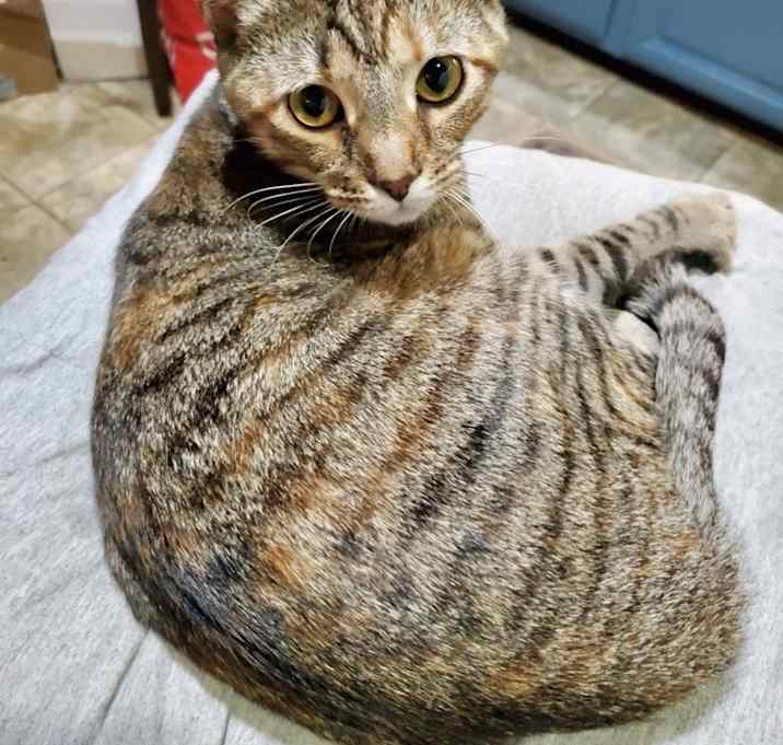 Photo of T Kitties : Tipper