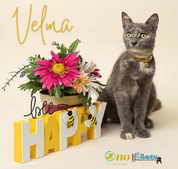 Photo of Velma