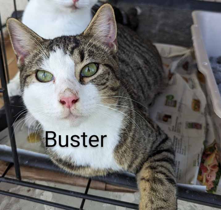 Photo of Buster