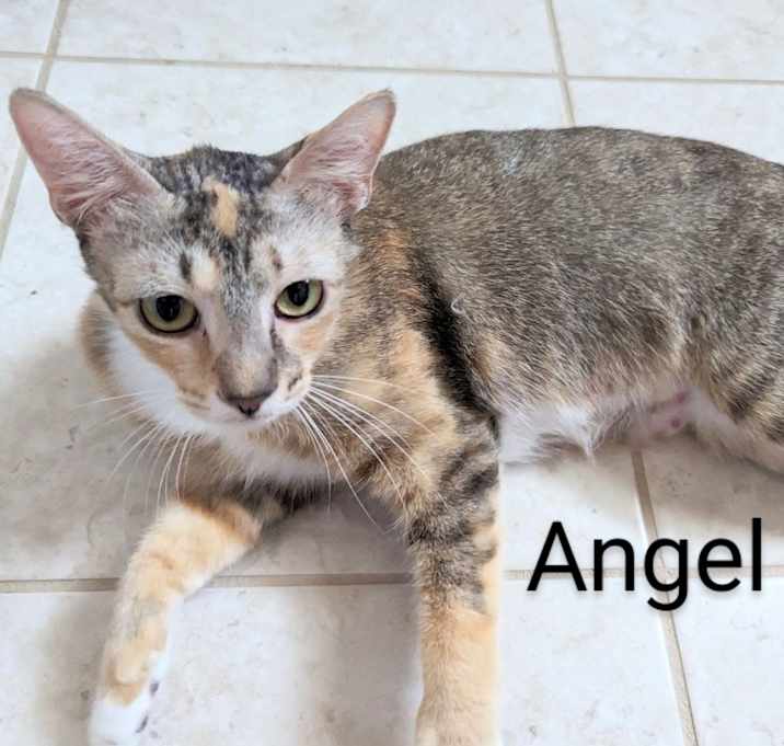 Photo of Angel