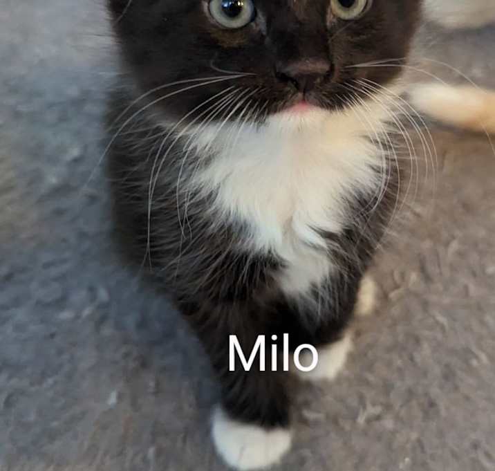 Photo of Milo